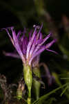 Narrowleaf ironweed 